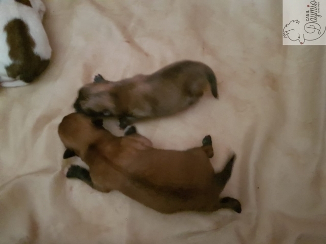 Filhote dessa ninhada com 6 dias, comparado ao filhote de outra ninhada (tamb�m de pais an�es, com 4 dias). Esses filhotes s�o muito pequenos, do menor casal do canil.